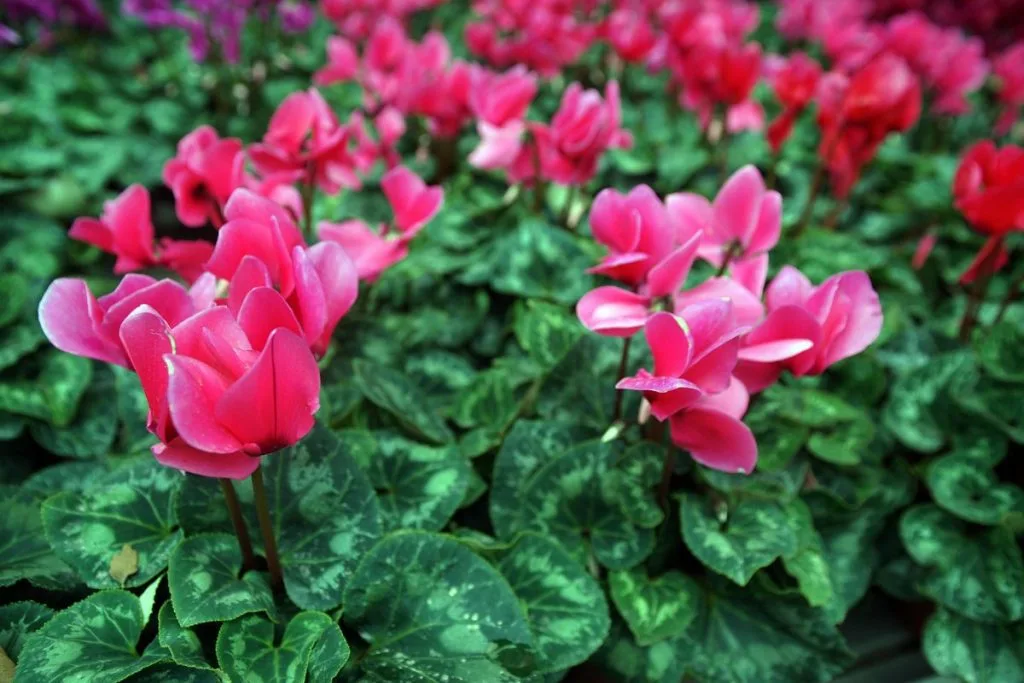 Cyclamen-Heart-Shaped-Plant