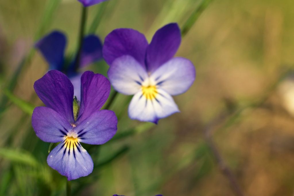 Dont-Forget-Pansy-Viola-tricolor