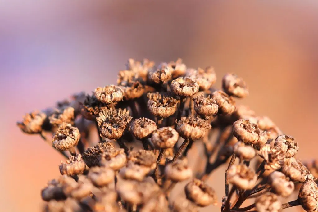 Dormant-Plants-And-Their-Need-For-Water