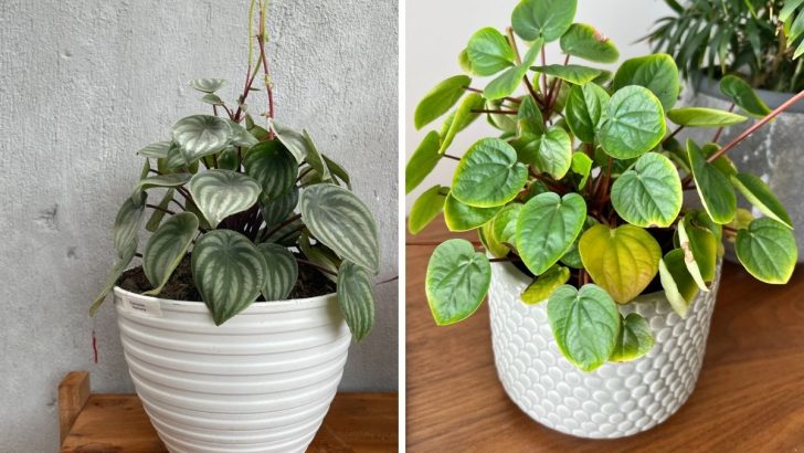 Fall in Love with These 13 Must See Types of Peperomia