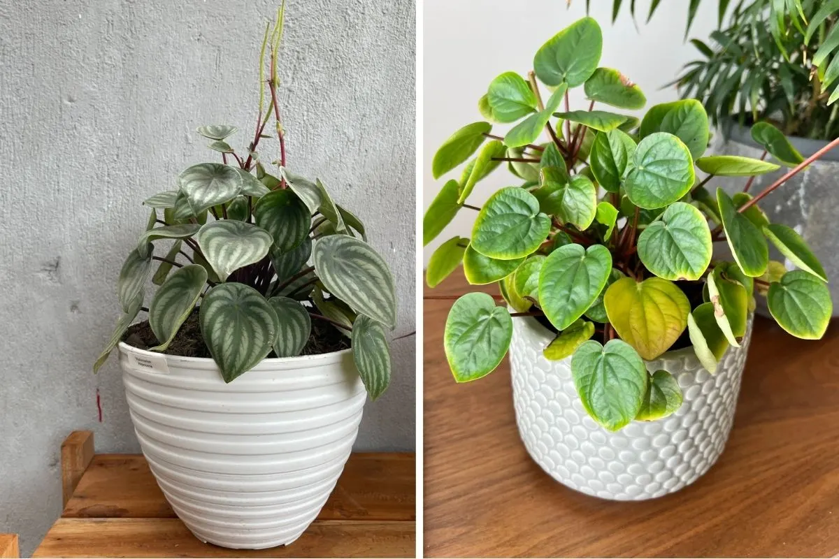 Fall in Love with These 13 Must See Types of Peperomia