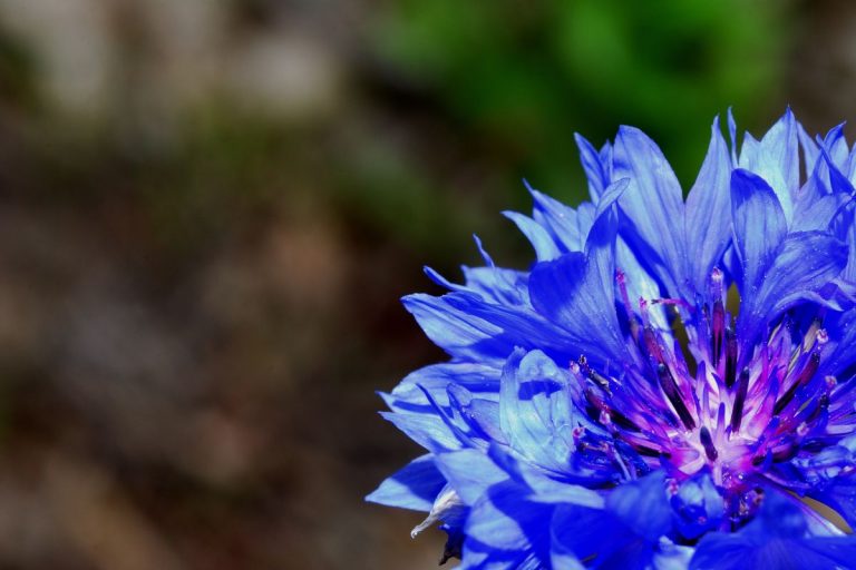 national-flower-of-germany-corn-flower-as-a-national-symbol-plantisima