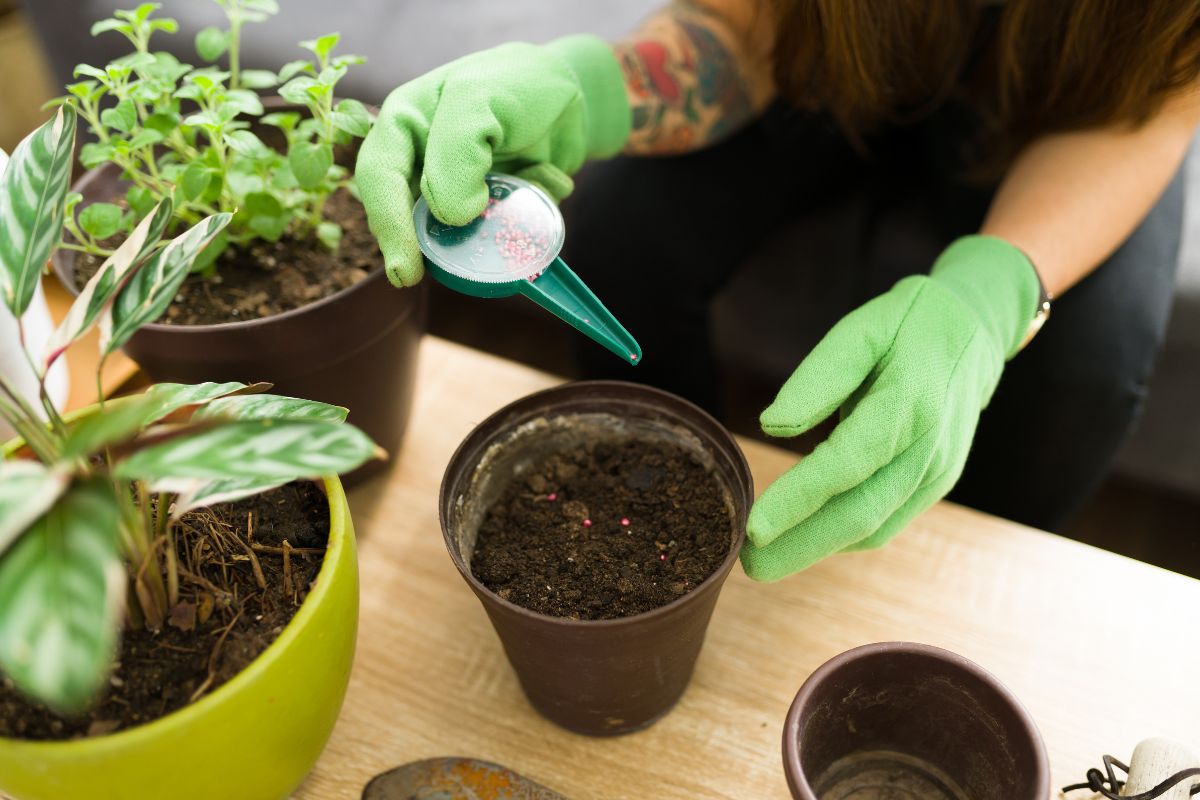 How To Make Pothos Grow Faster: The Best Tips And Tricks - Plantisima