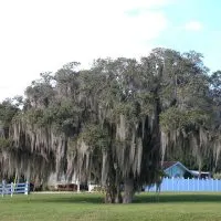 Florida-Oak-Trees_-11-Types-Of-Oak-Trees-In-Florida