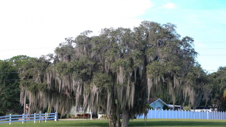 Florida Oak Trees: 11 Types Of Oak Trees In Florida