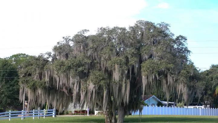 Discover 11 Stunning Types of Oak Trees Found in Florida