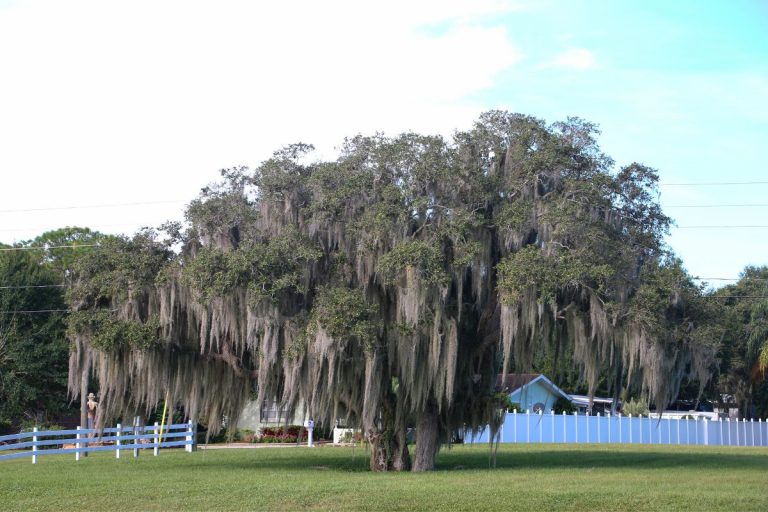 Florida-Oak-Trees_-11-Types-Of-Oak-Trees-In-Florida