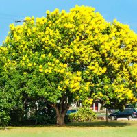 Flowering-Trees-Yellow_-15-Best-Yellow-Flowering-Trees-And-Shrubs