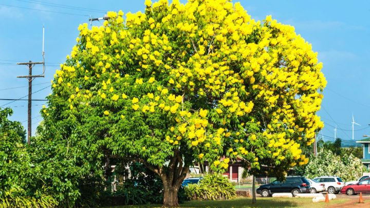 Flowering Trees Yellow: 15 Best Yellow Flowering Trees And Shrubs