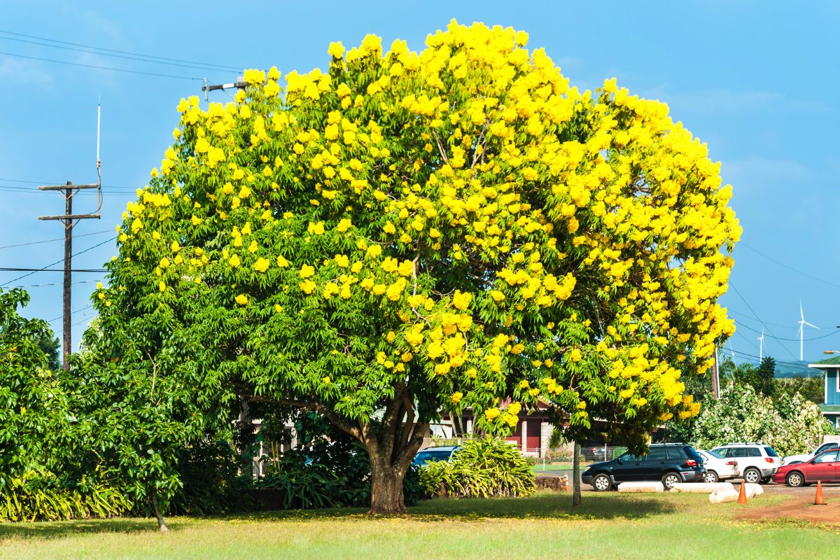 Flowering Trees Yellow 15 Best Yellow Flowering Trees And Shrubs Plantisima