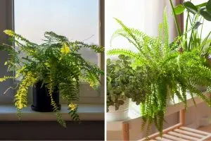 Fluffy Ruffle Fern Creates a Cozy and Stylish Living Room Vibe