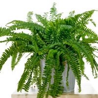 Fluffy-Ruffle-Fern_-Perfect-Plant-For-Your-Living-Room