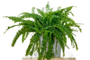 Fluffy-Ruffle-Fern_-Perfect-Plant-For-Your-Living-Room