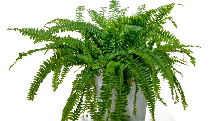 Fluffy Ruffle Fern: Perfect Plant For Your Living Room