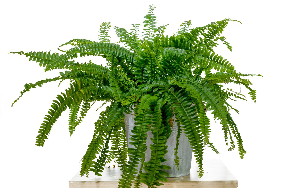 Fluffy Ruffle Fern: Perfect Plant For Your Living Room - Plantisima