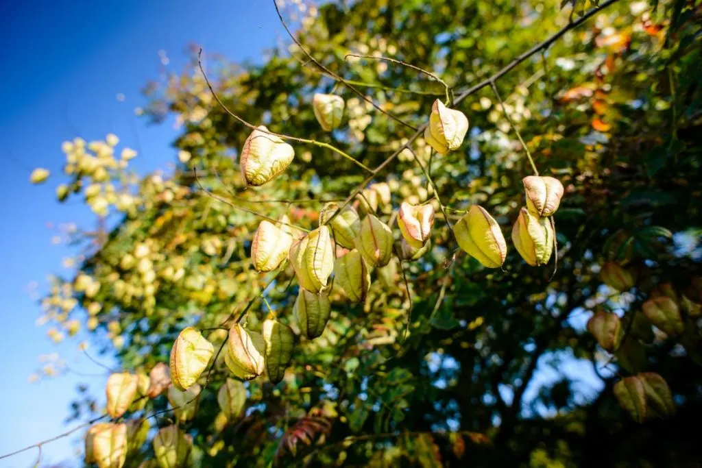 Gotta-Love-Golden-Rain-Tree