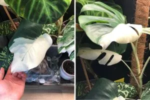 Half Moon Monstera Means Joy In Your Home