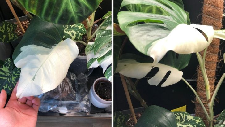 Half Moon Monstera Means Joy In Your Home