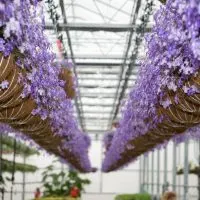 Hanging-Purple-Flowers_-11-Types-Of-Violet-Flowers