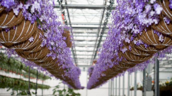 Hanging Purple Flowers: 11 Types Of Violet Flowers