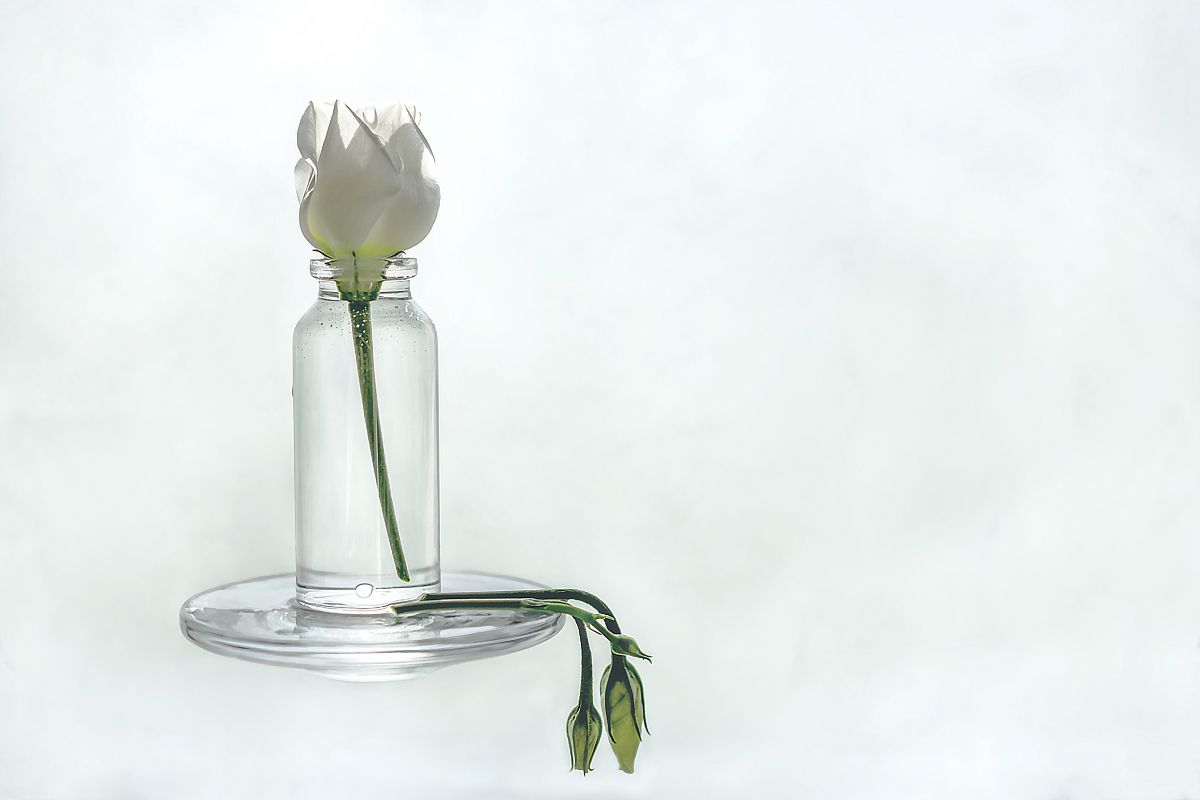 How Long Can Flowers Go Without Water Tips And Tricks Plantisima