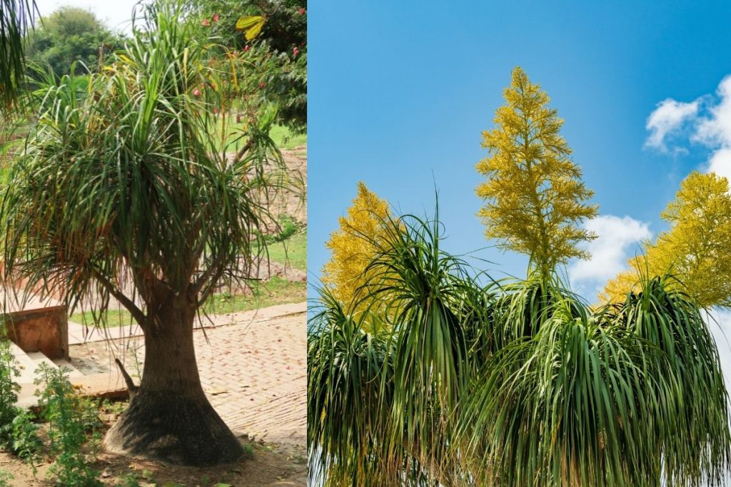How-To-Grow-And-Take-Care-Of-Ponytail-Palm
