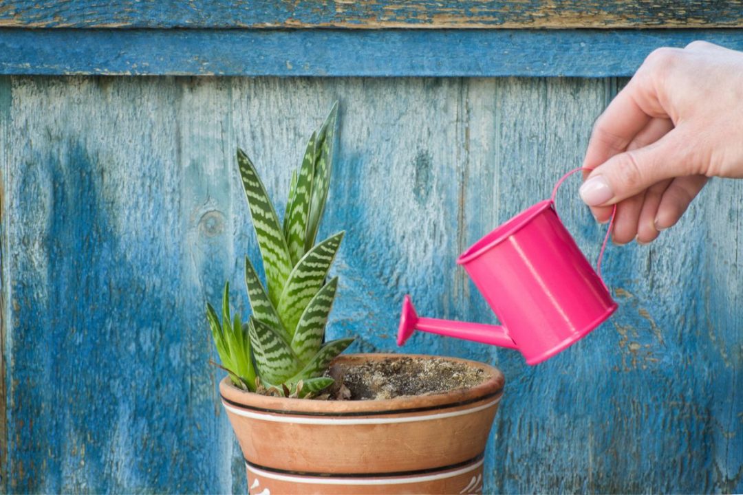 How Long Can Flowers Go Without Water Tips And Tricks Plantisima