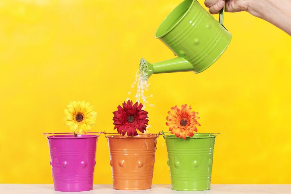 How Long Can Flowers Go Without Water Tips And Tricks Plantisima