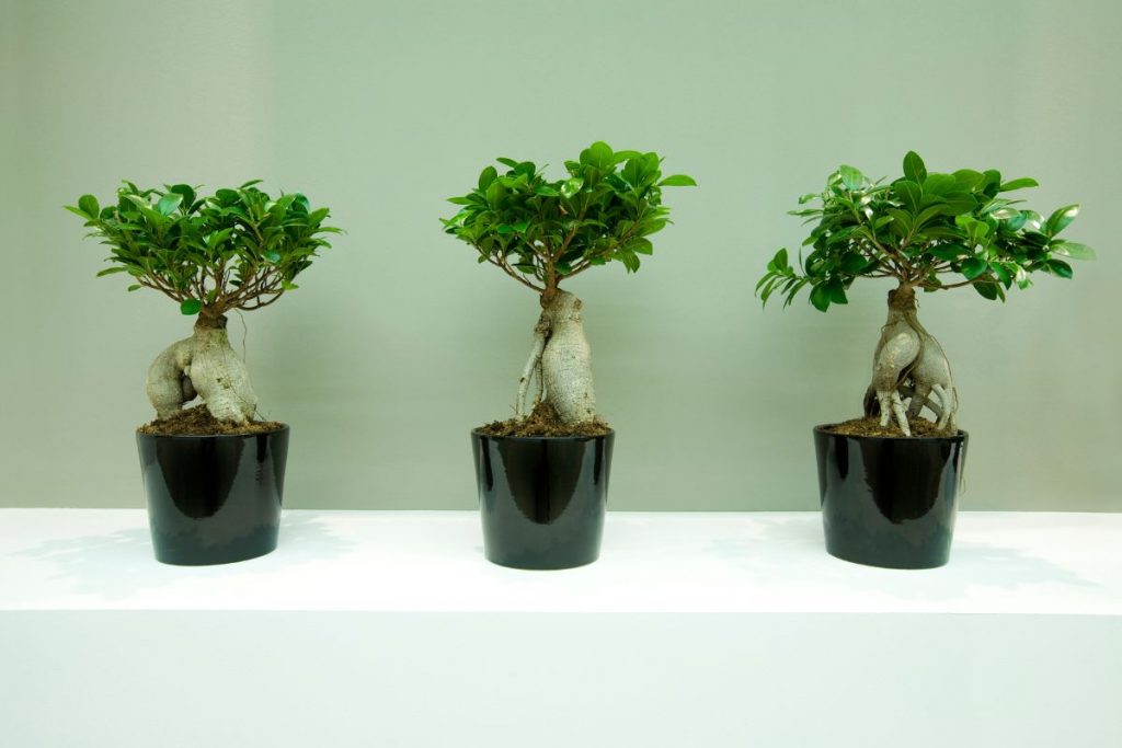 In-Conclusion-About-Bonsai-Tree