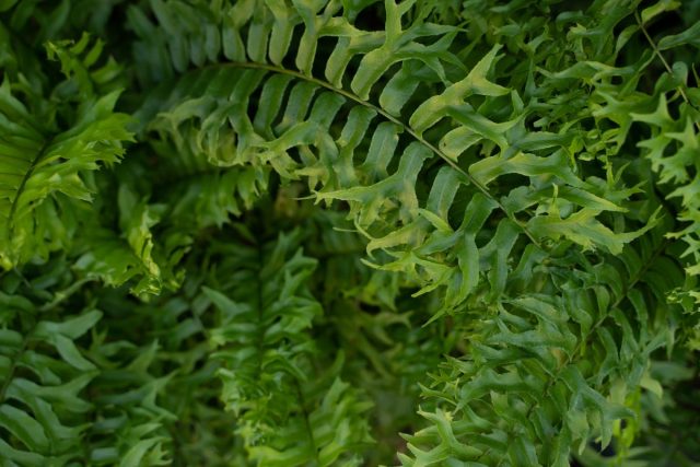 Fluffy Ruffle Fern Creates a Cozy and Stylish Living Room Vibe