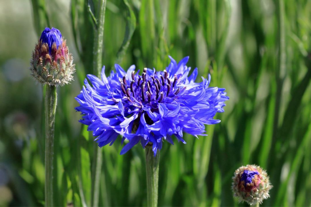 National Flower Of Germany Corn Flower As A National Symbol Plantisima