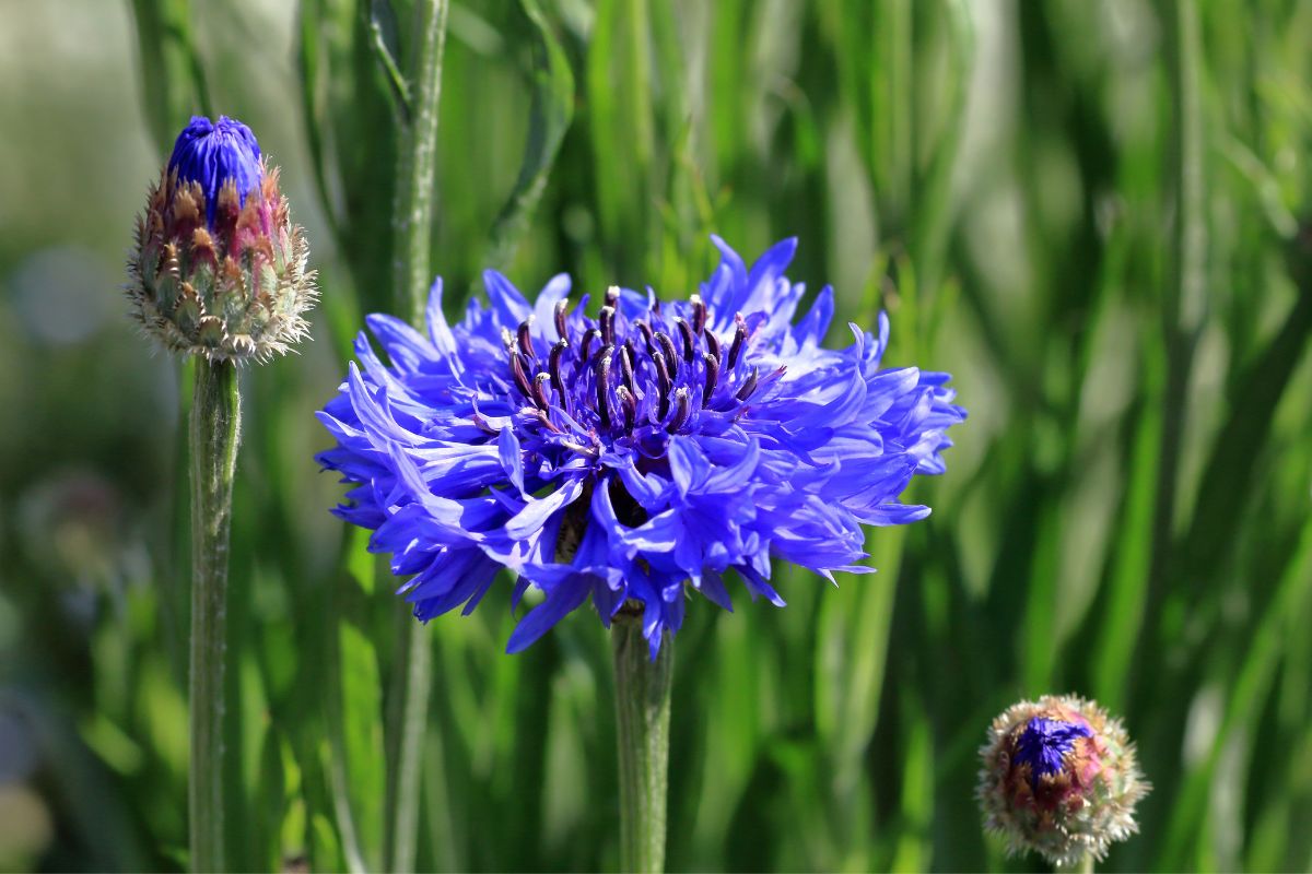 National Flower Of Germany Corn Flower As A National Symbol
