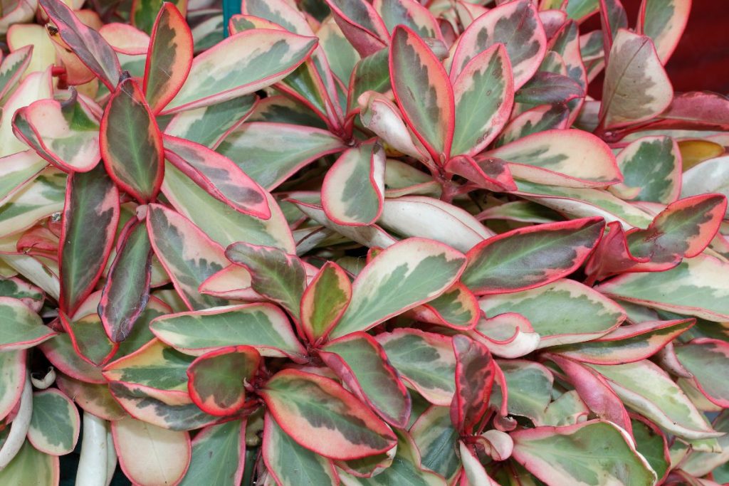 Is-Peperomia-Pink-Lady-Rare-Peperomia-Variety