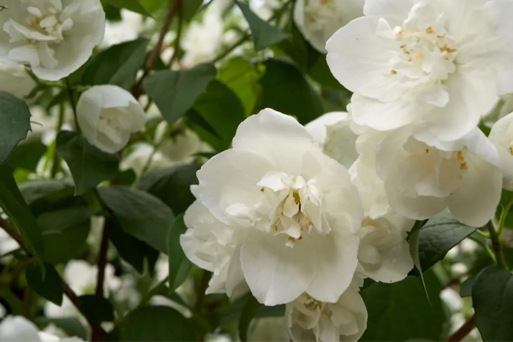 Is-White-Begonia-Toxic