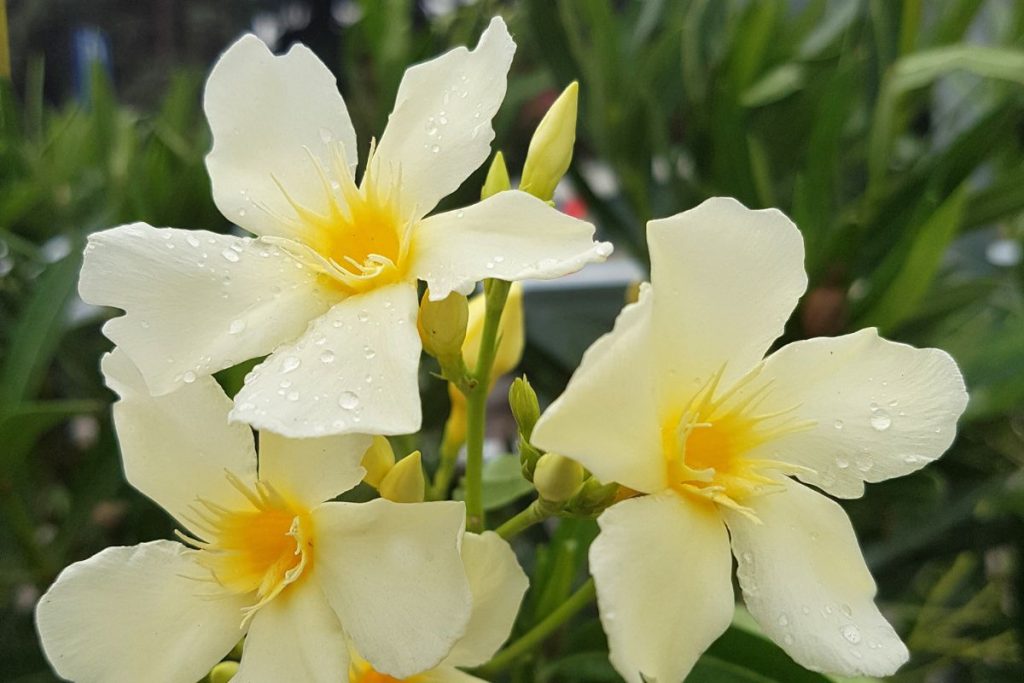 Learn-About-Flowering-Trees-Yellow-Nerium-Oleander