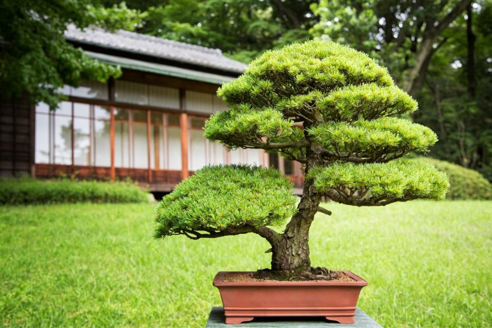 Most Expensive Bonsai Tree Million Dollars For One Tree?! Plantisima