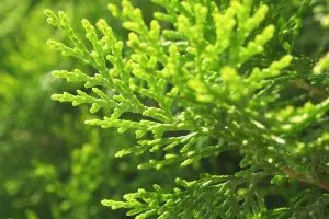 Little-Giant-Arborvitae_-Perfect-Dwarf-Plant-For-Your-Home