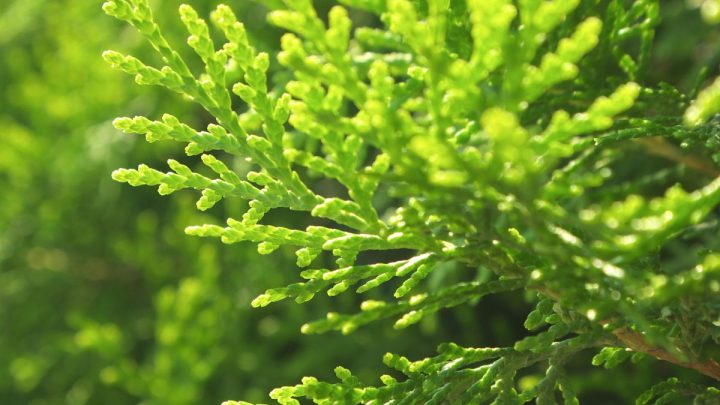 Little Giant Arborvitae: Perfect Dwarf Plant For Your Home