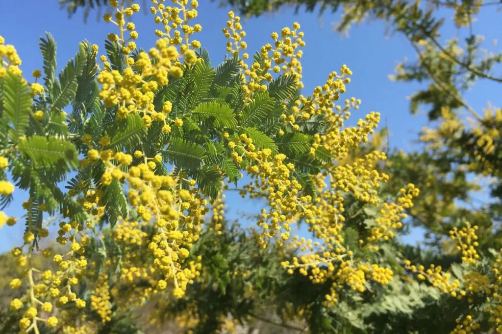 Lovely-Sweet-Acacia-Flowering-Trees-Yellow