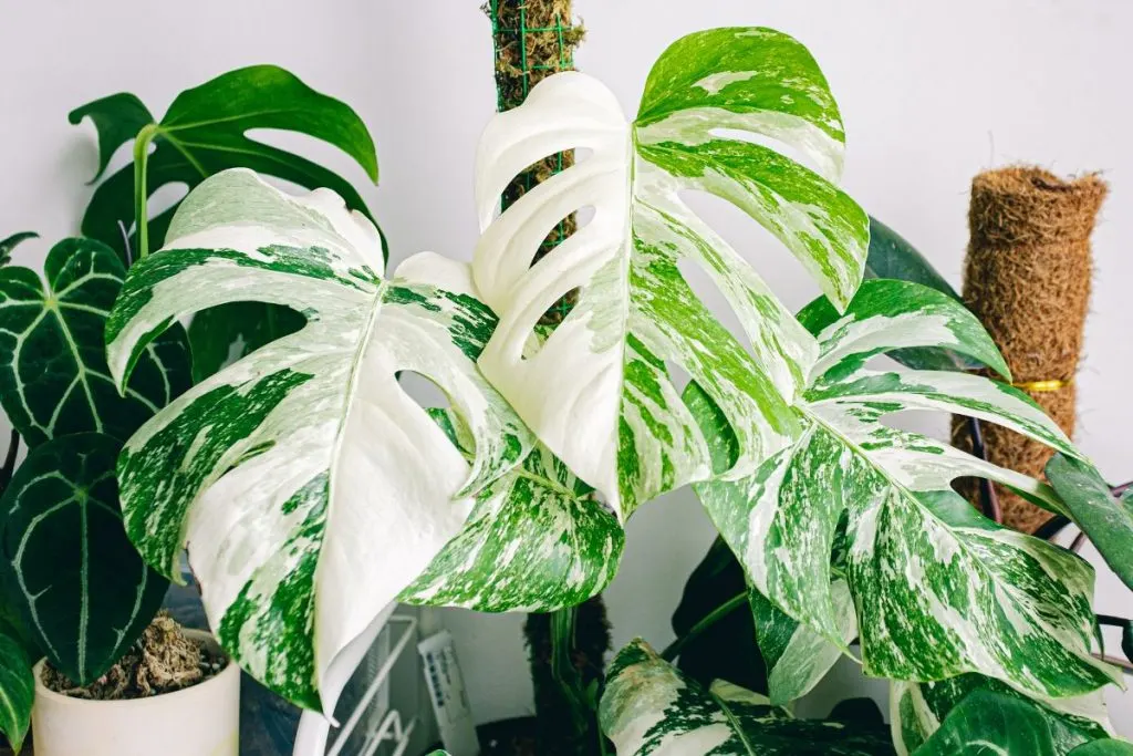 Maintenance-And-Care-On-Half-Moon-Monstera