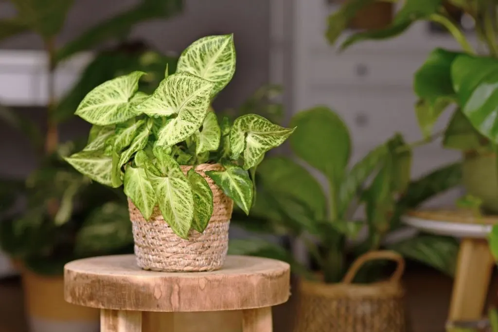 Make-Some-Space-For-The-Arrowhead-Plant