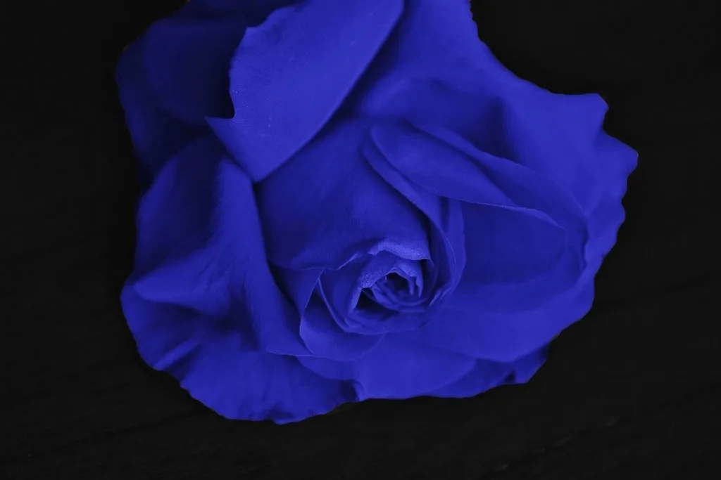 Meaning-Of-Blue-Roses-In-Love-Relationship