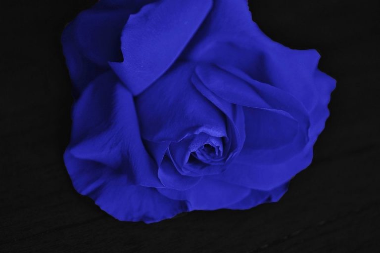 Blue Rose Meaning Little Mystery Behind Blue Color Plantisima