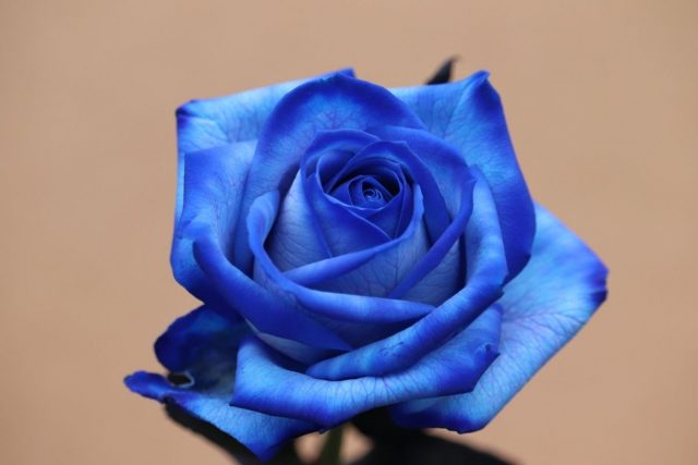 Blue Rose Meaning: Little Mystery Behind Blue Color