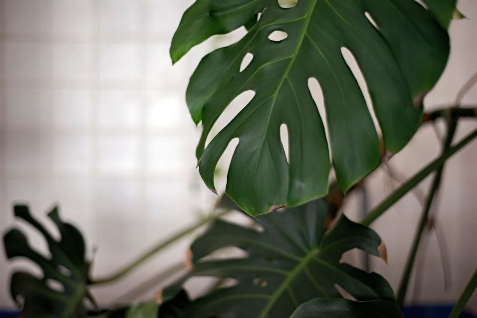 Why Is My Monstera Droopy? Tips & Tricks For Your Monstera Plantisima