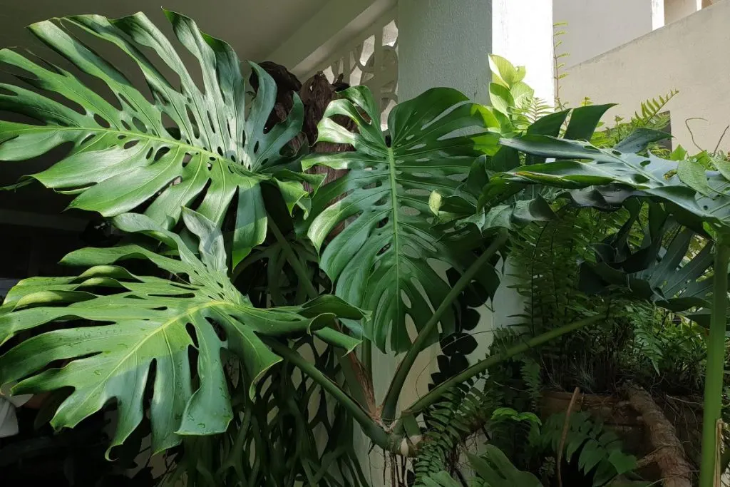 Monstera-Plant_-Swiss-Cheese-Plant-Features