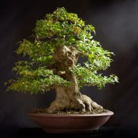 Most-Expensive-Bonsai-Tree_-Million-Dollars-For-One-Tree