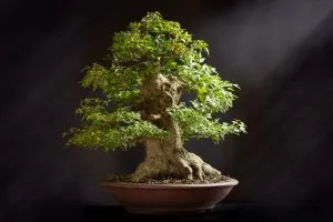 Most-Expensive-Bonsai-Tree_-Million-Dollars-For-One-Tree