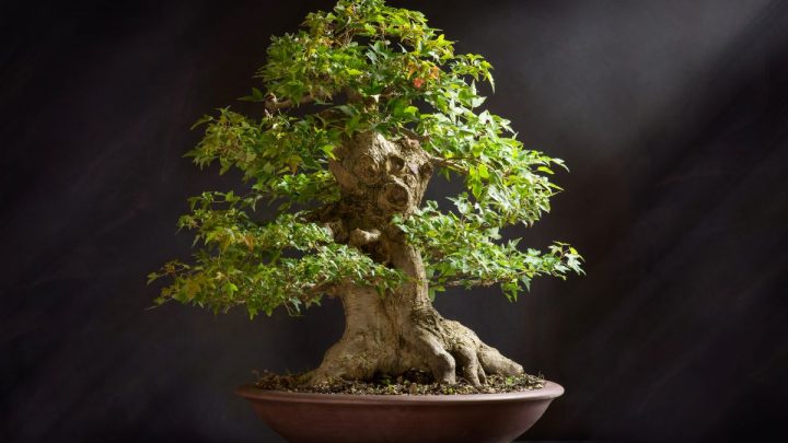 Most Expensive Bonsai Tree: Million Dollars For One Tree?!
