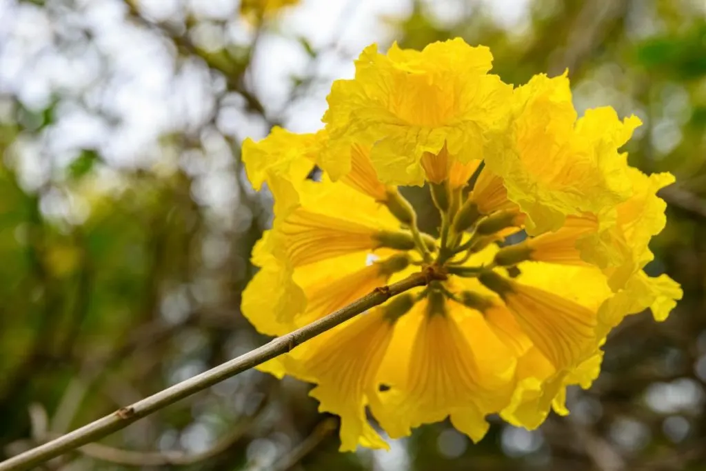 Must-Have-Golden-Bell-Flowering-Trees-Yellow